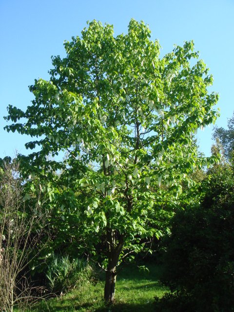 Davidia involucrata